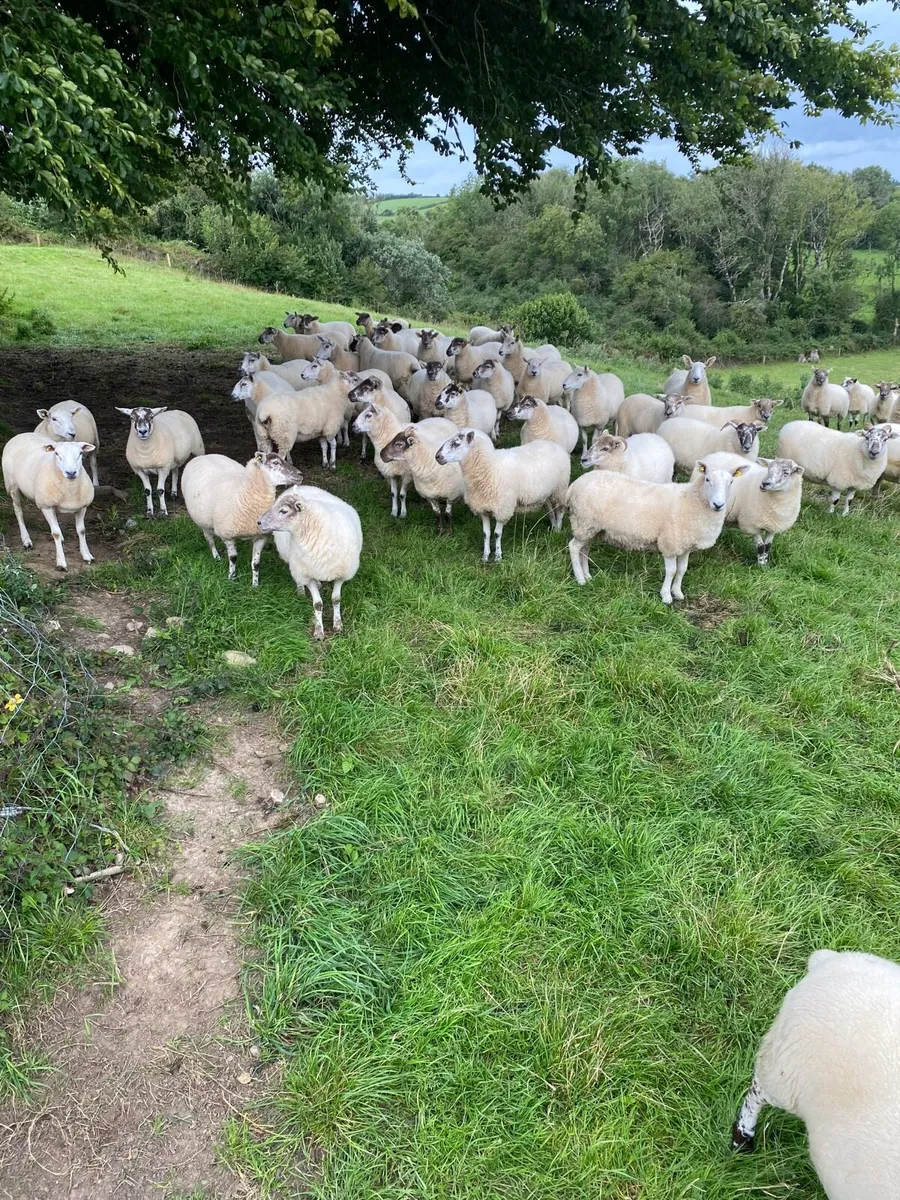 Quality Hoggets - Image 1
