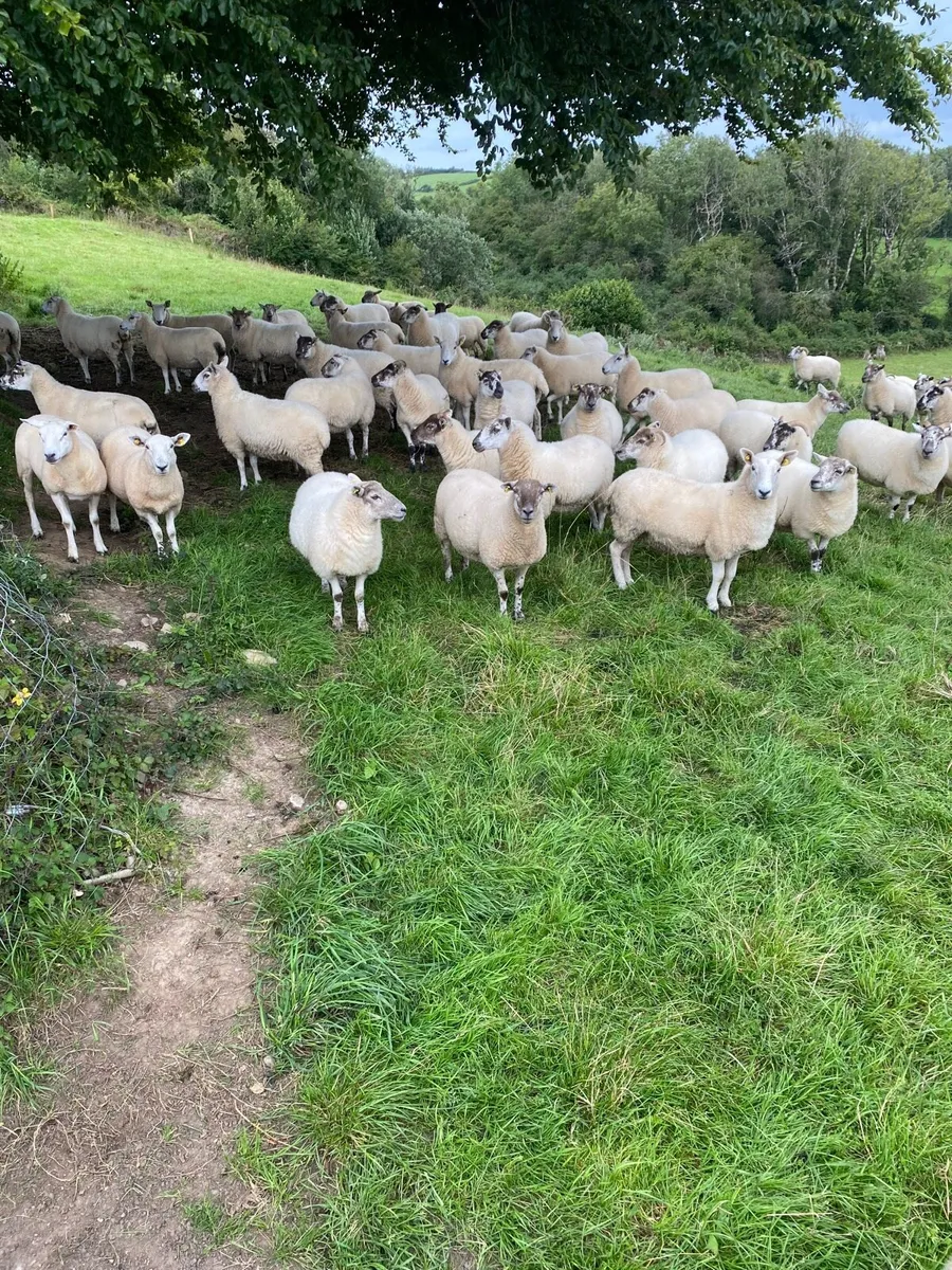 Quality Hoggets - Image 4