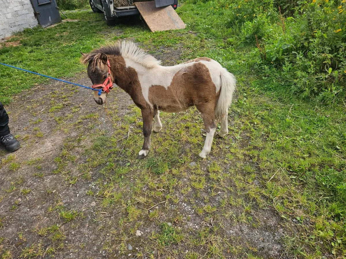 Miniature pony - Image 1