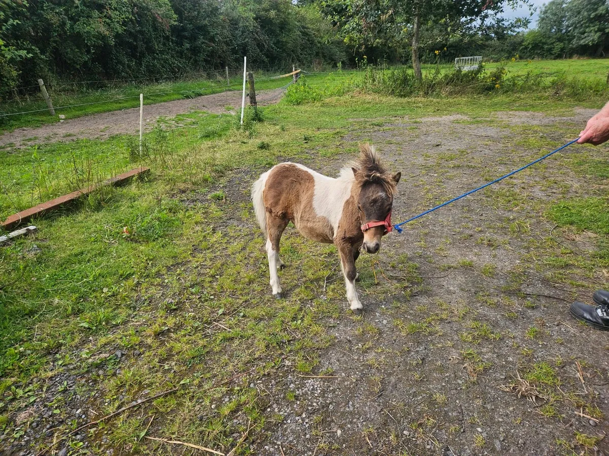 Miniature pony - Image 2