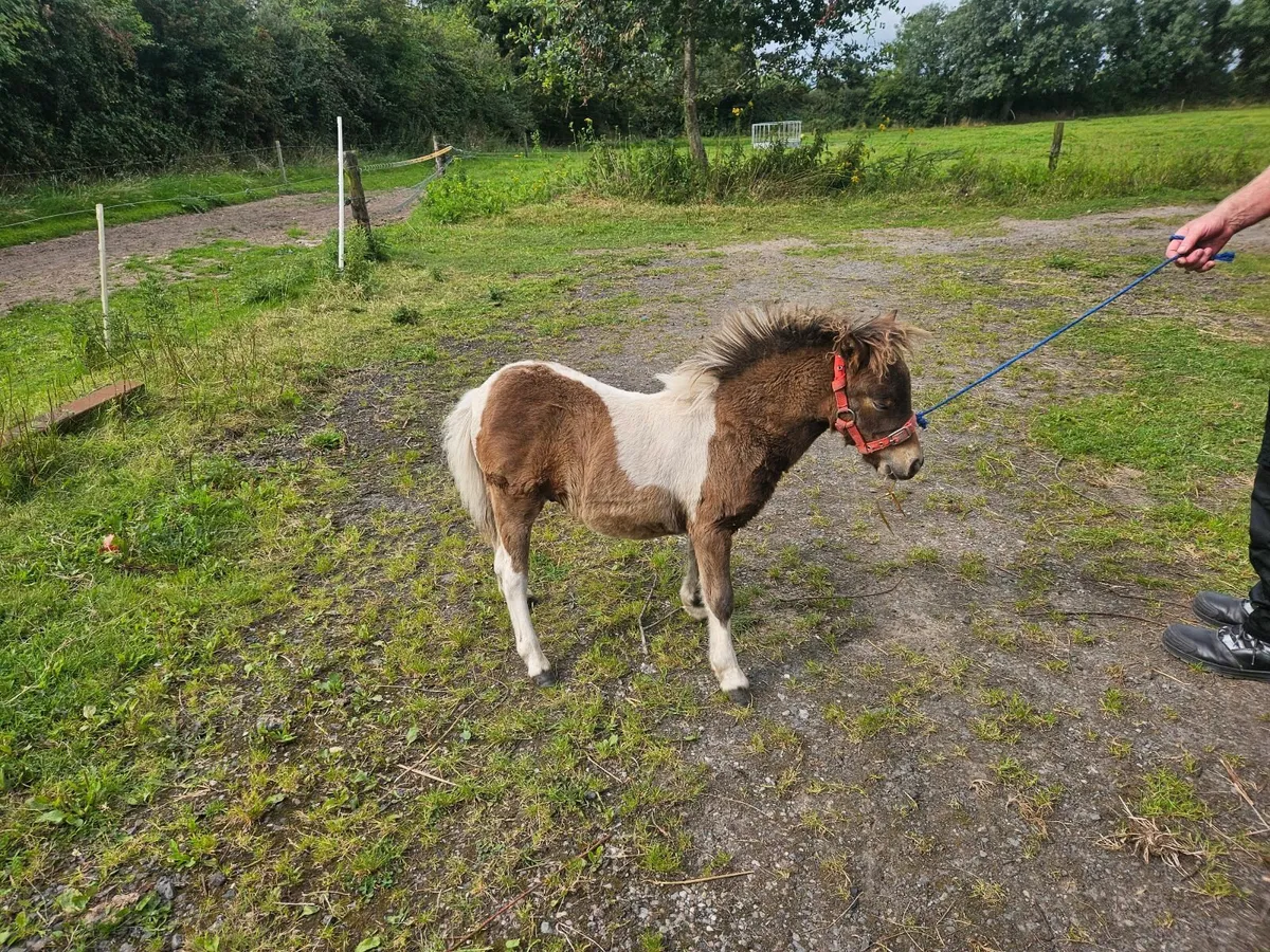 Miniature pony - Image 3