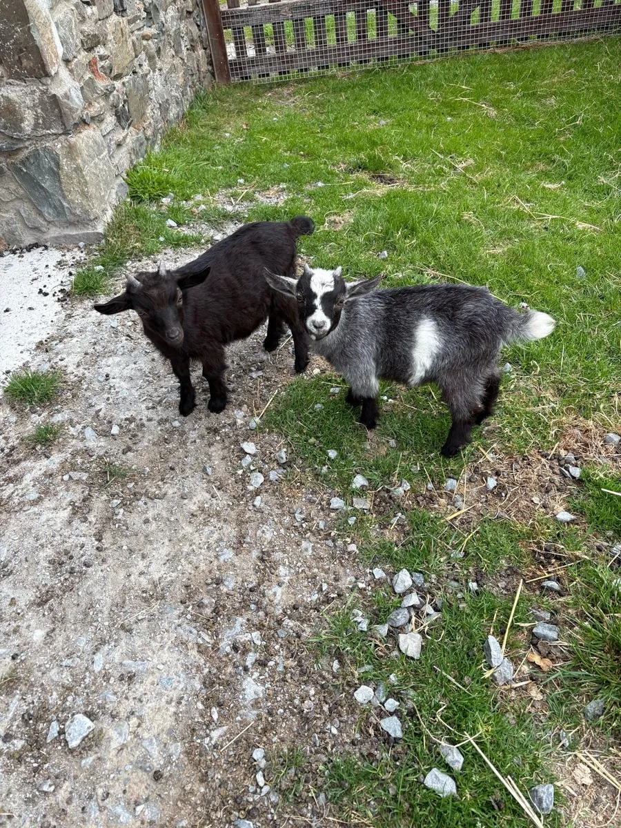 Pygmy goat kids - Image 1