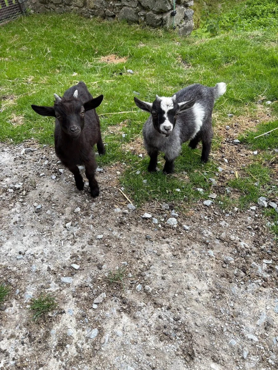 Pygmy goat kids - Image 2