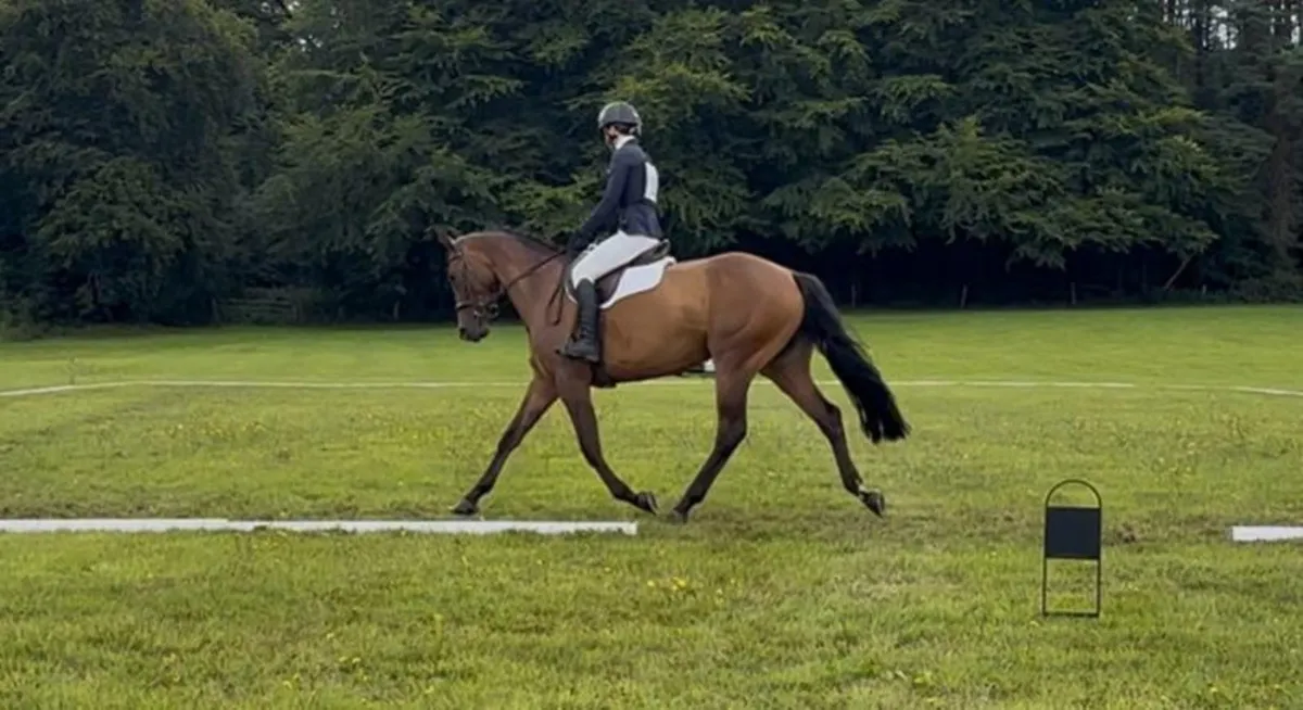 16h 4 year old Mare - Image 2
