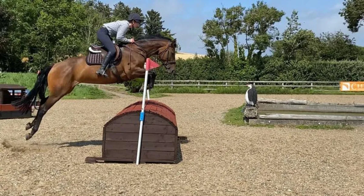 16h 4 year old Mare - Image 1