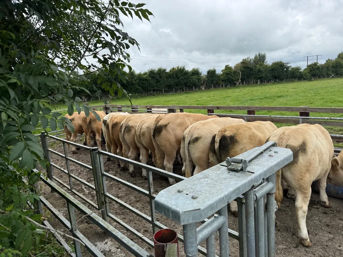 Kilcullen mart Wednesday 13th August - Image 1