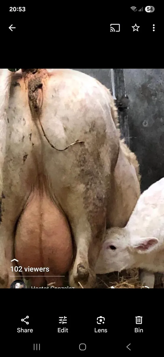 5* PBR CHAROLAIS PEDIGREE BULL BALLINA MART19/8/25 - Image 3