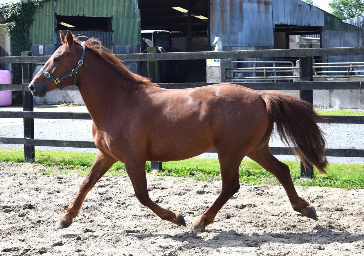 3yo 148cm Connemara gelding - Image 2
