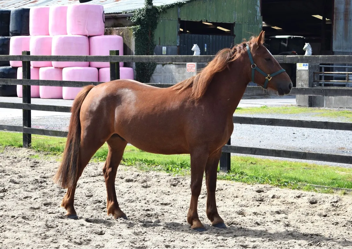 3yo 148cm Connemara gelding - Image 3
