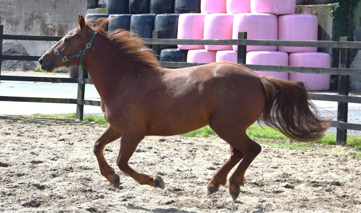 3yo 148cm Connemara gelding - Image 4
