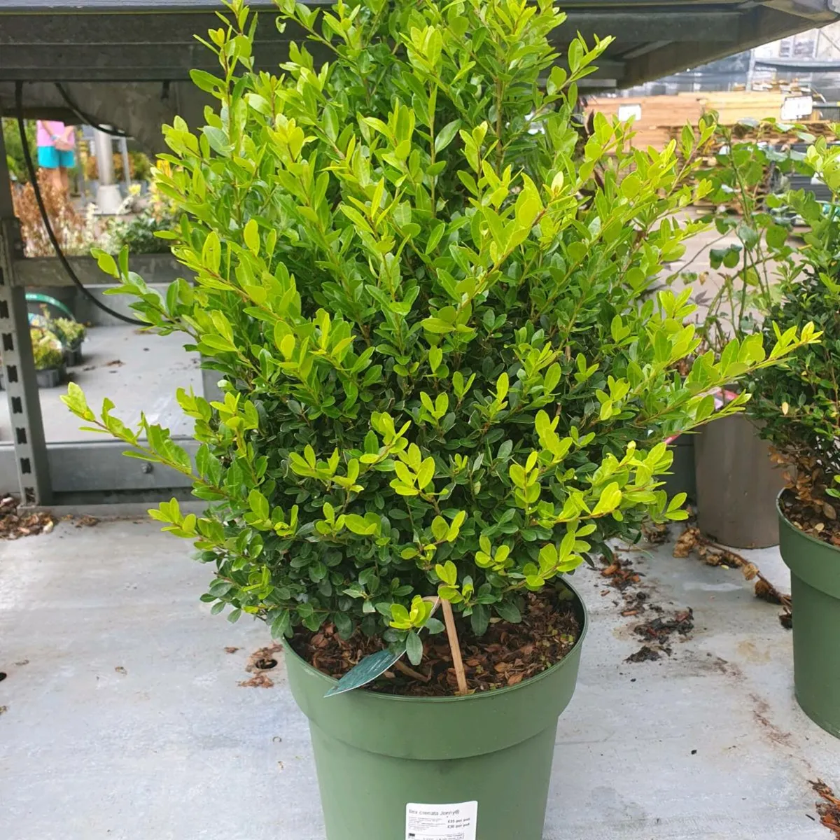 Hedging for sale - Image 3
