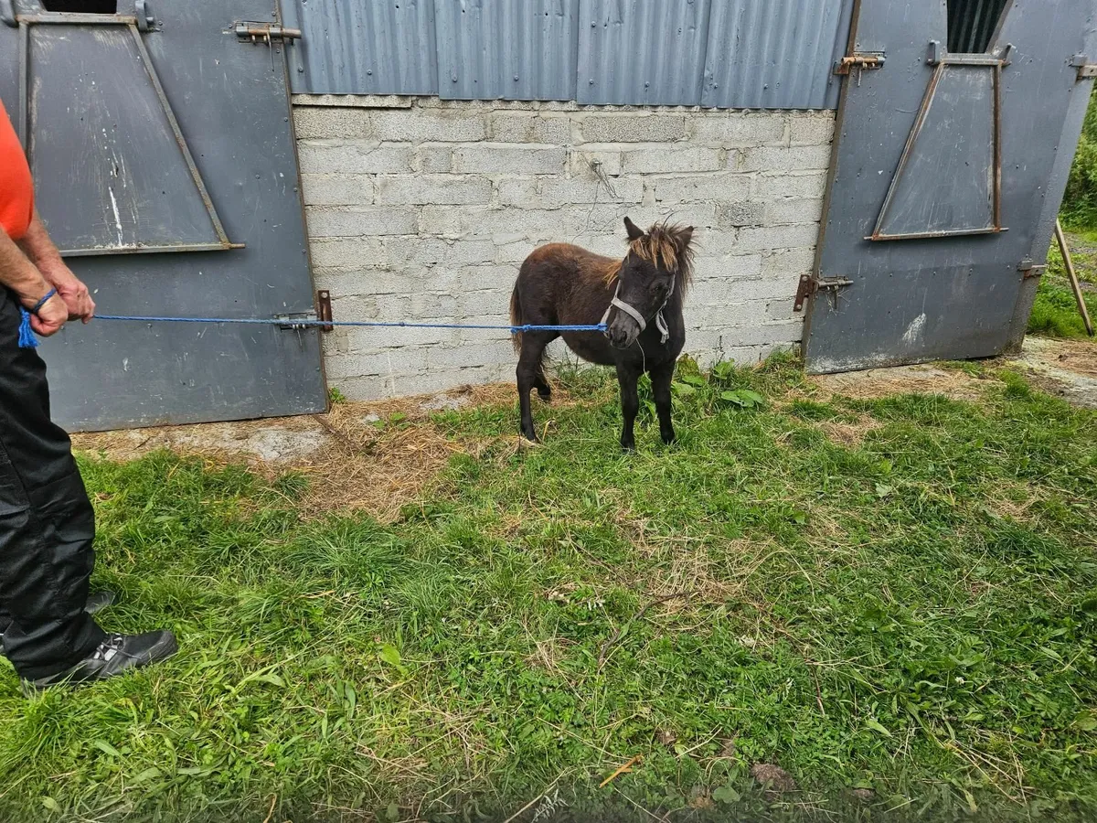 Miniature pony & pygmy goats - Image 2