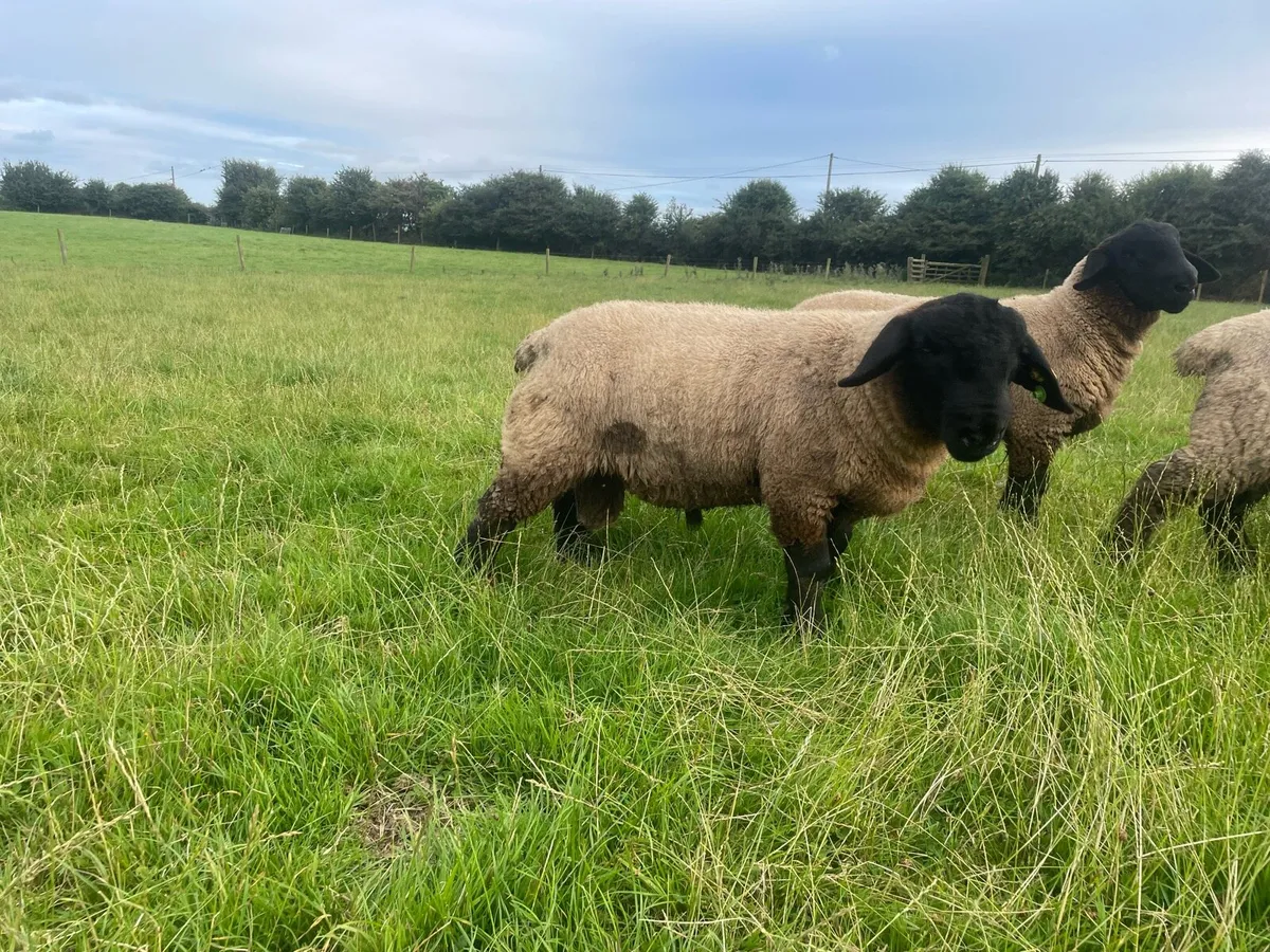 Suffolk Ram lambs SIS - Image 2