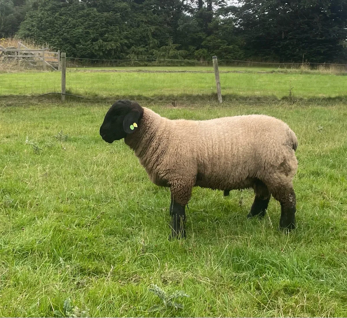 Suffolk Ram lambs SIS - Image 3
