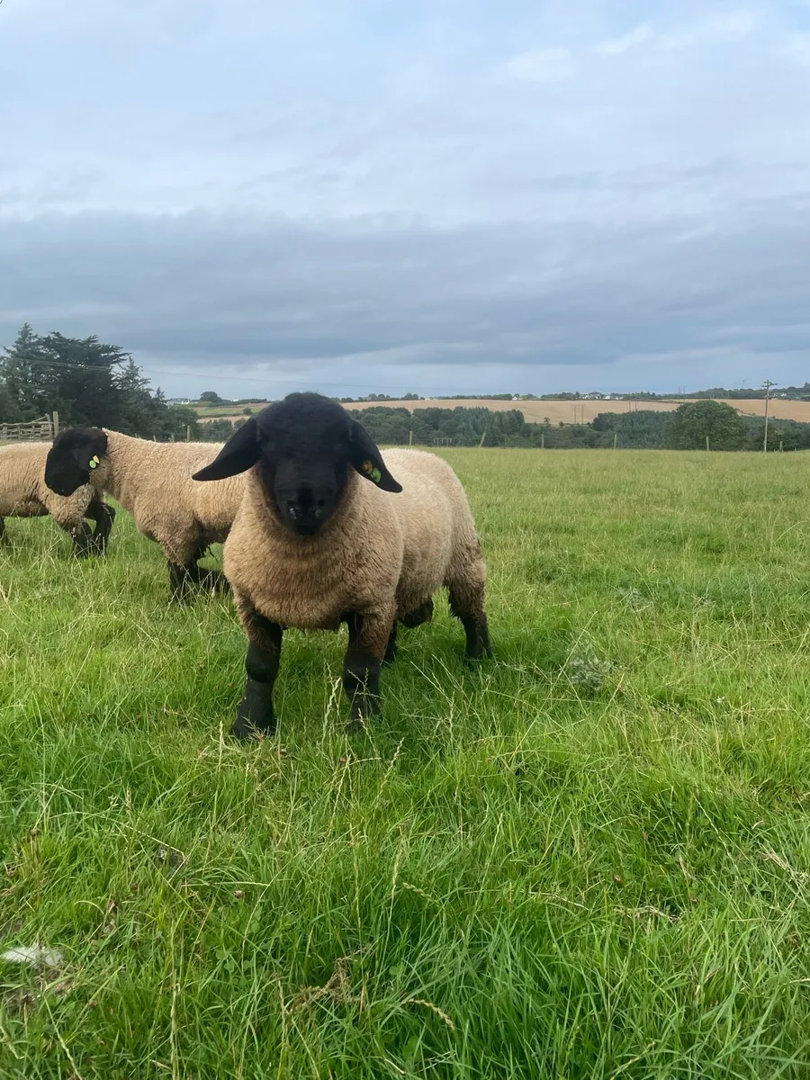 Suffolk Ram lambs SIS - Image 1