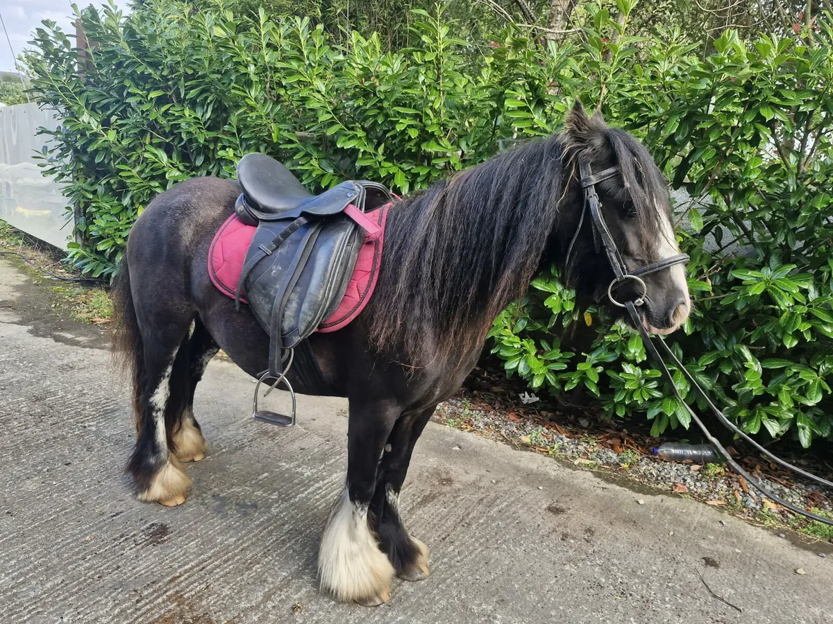 Two Ponies - Image 1