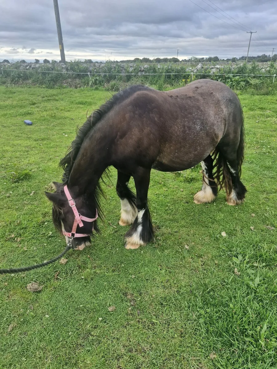 Two Ponies - Image 4