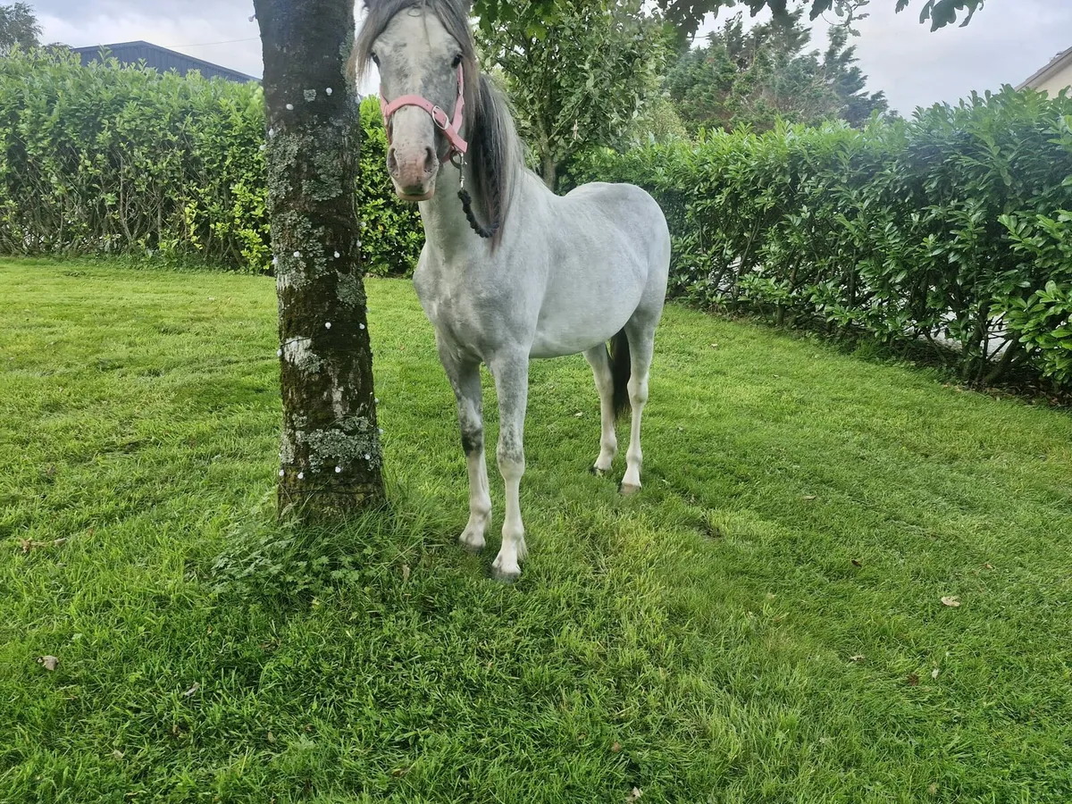 Pony - Image 1