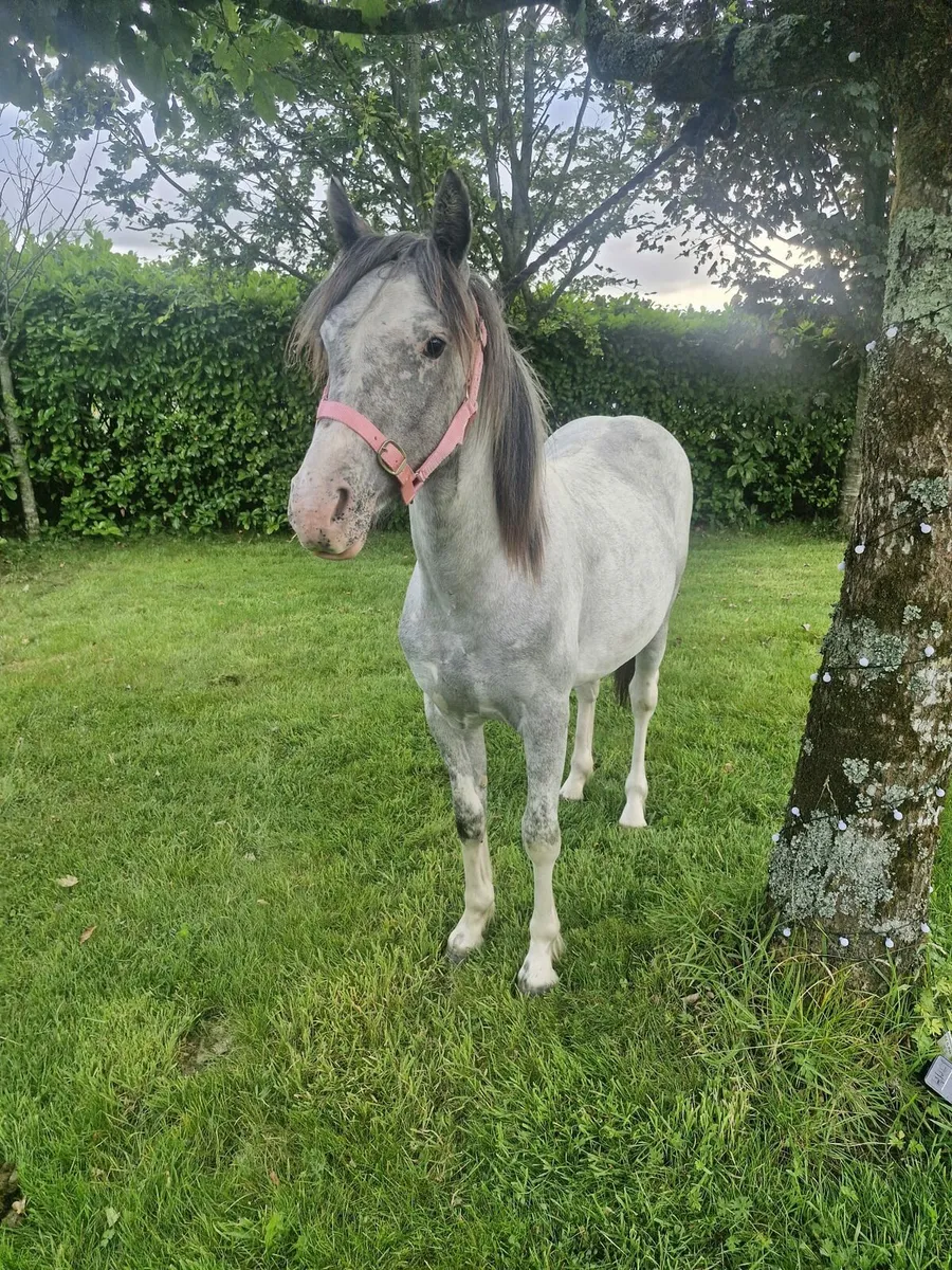 Pony - Image 2