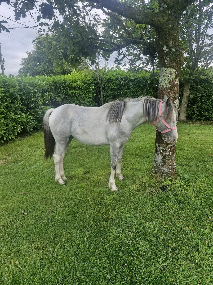Pony - Image 3