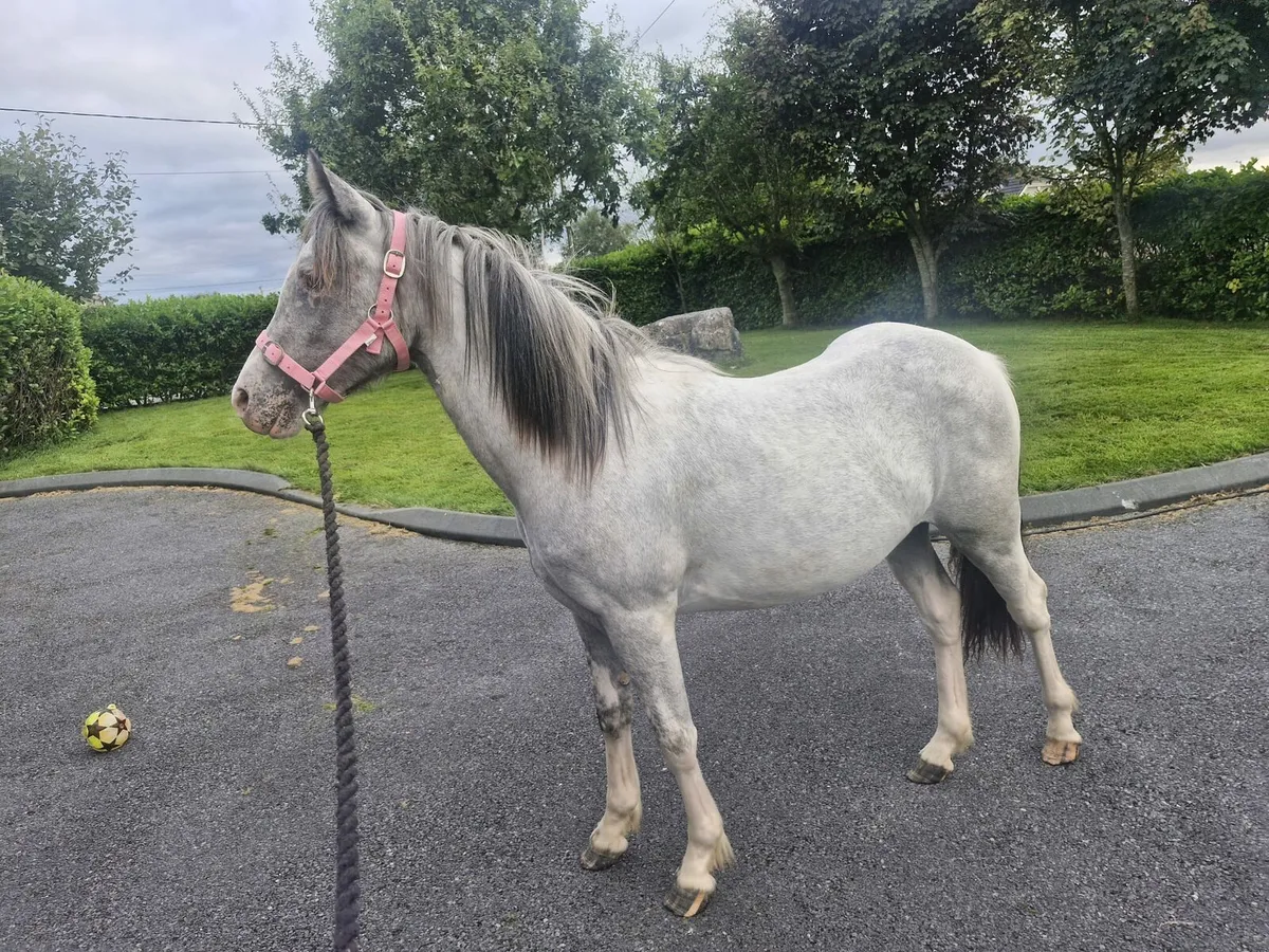 Pony - Image 4