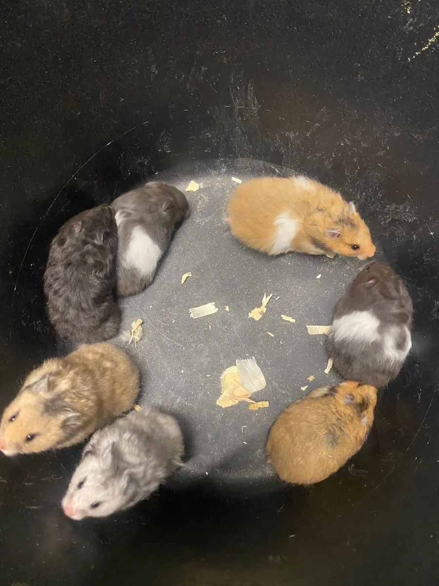 Syrian hamsters - Image 2