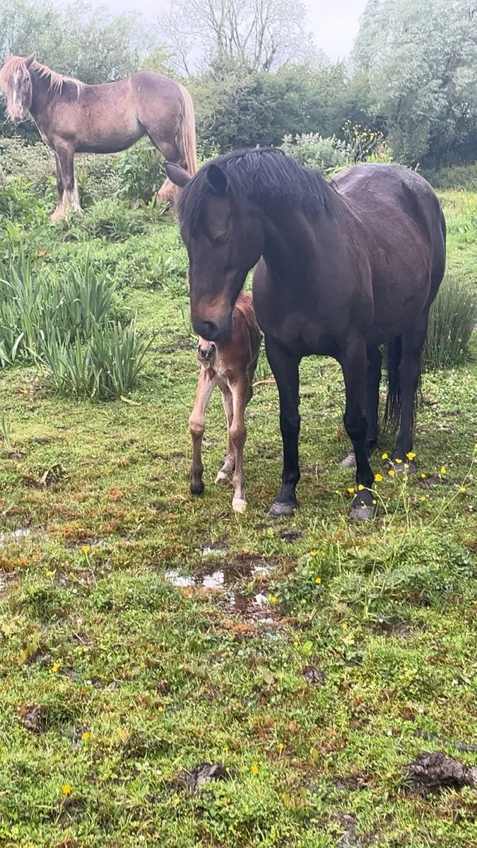 Brood mare with filly foal at foot - Image 1
