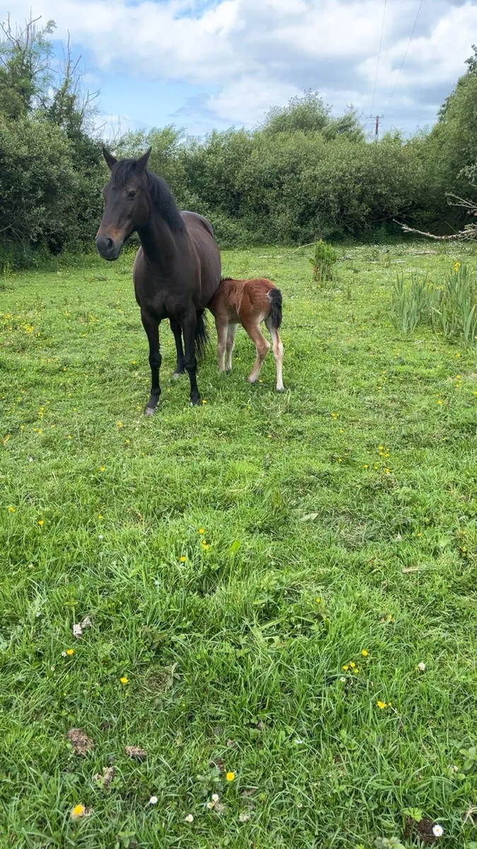 Brood mare with filly foal at foot - Image 2