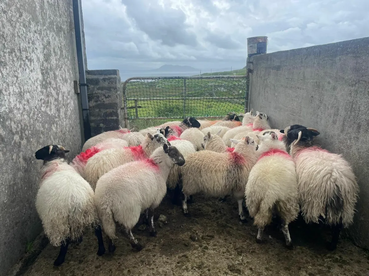Store lambs and ewe lambs - Image 3