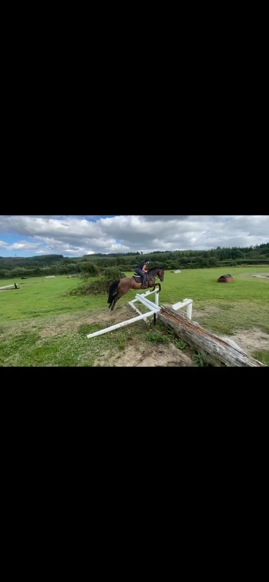 16h 4 year old Mare - Image 4