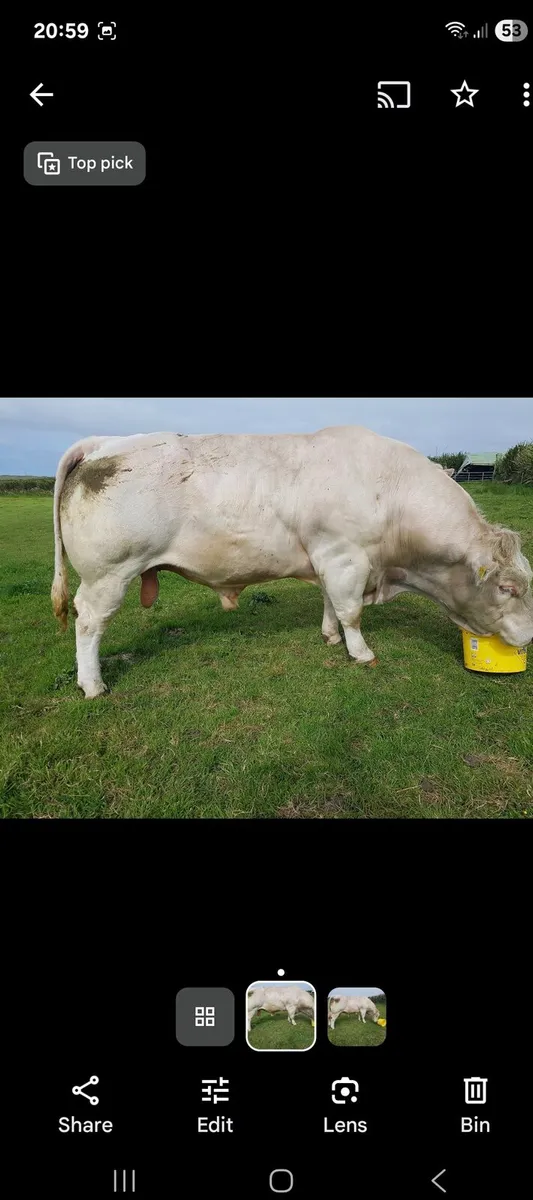 5* PBR CHAROLAIS PEDIGREE BULL BALLINA MART19/8/25 - Image 4