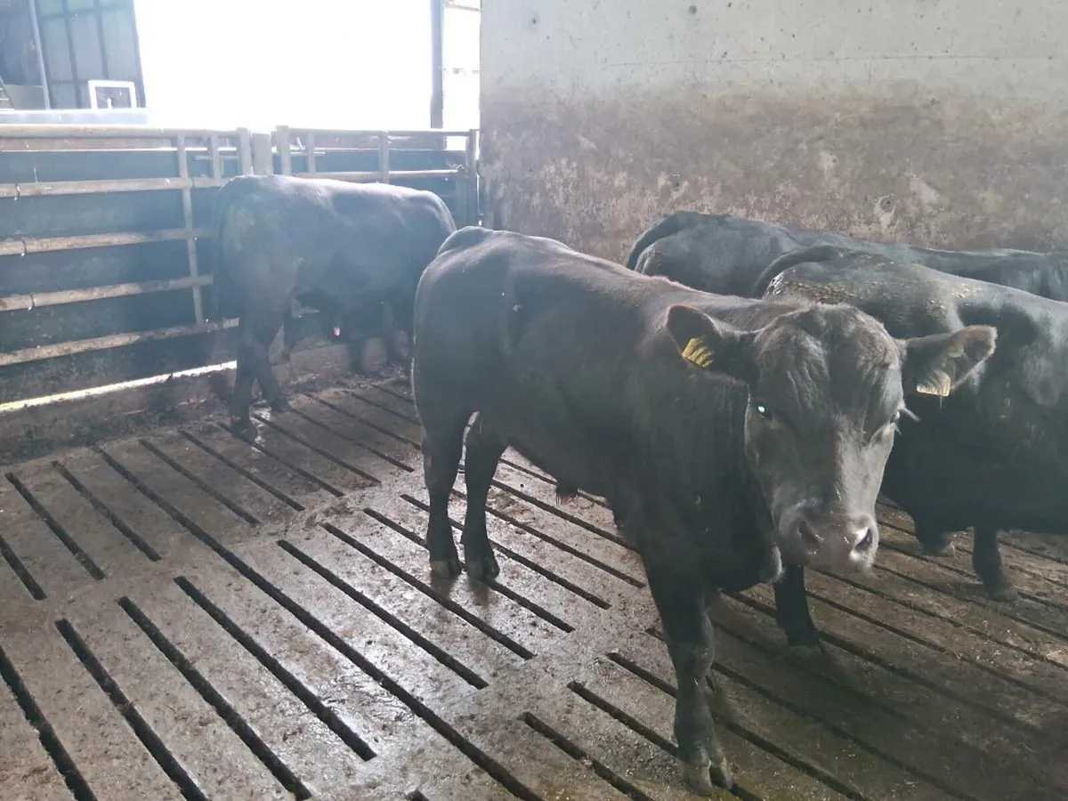 AA bulls - Image 1