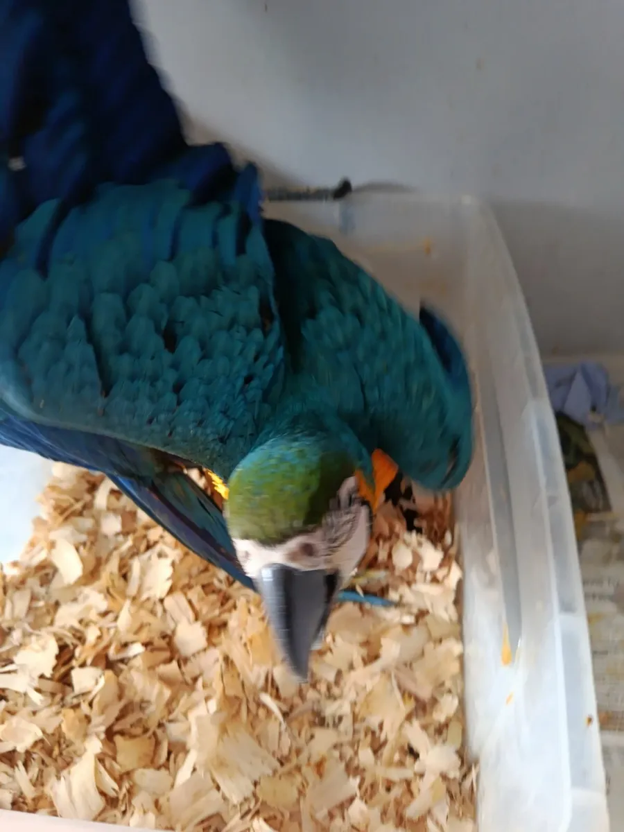 Parrots - Image 1