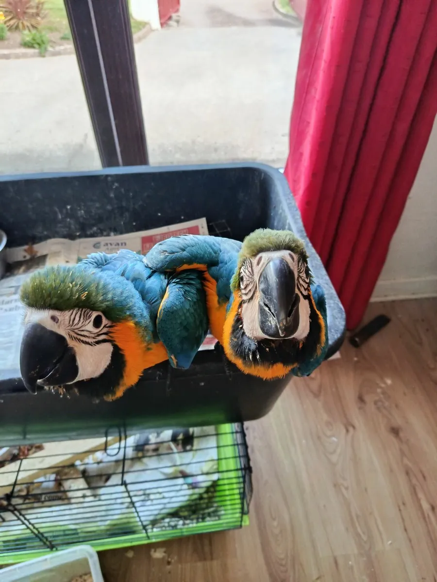 Parrots - Image 2