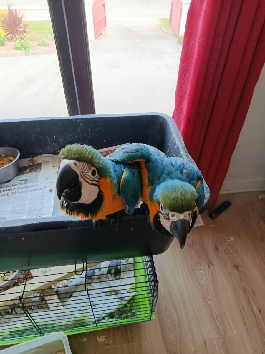 Parrots - Image 4