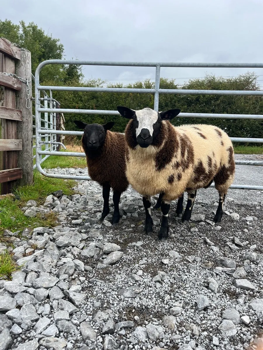 Dutch Spotted Ram Lambs - Image 1