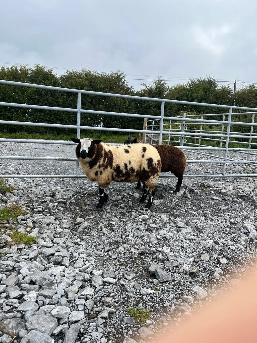 Dutch Spotted Ram Lambs - Image 2