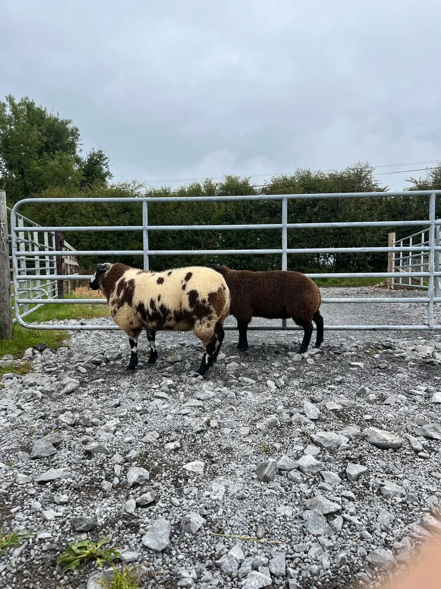 Dutch Spotted Ram Lambs - Image 3