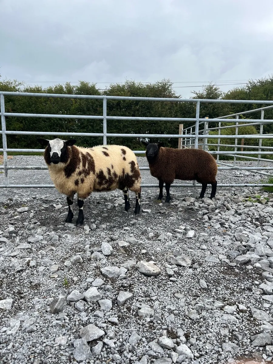 Dutch Spotted Ram Lambs - Image 4