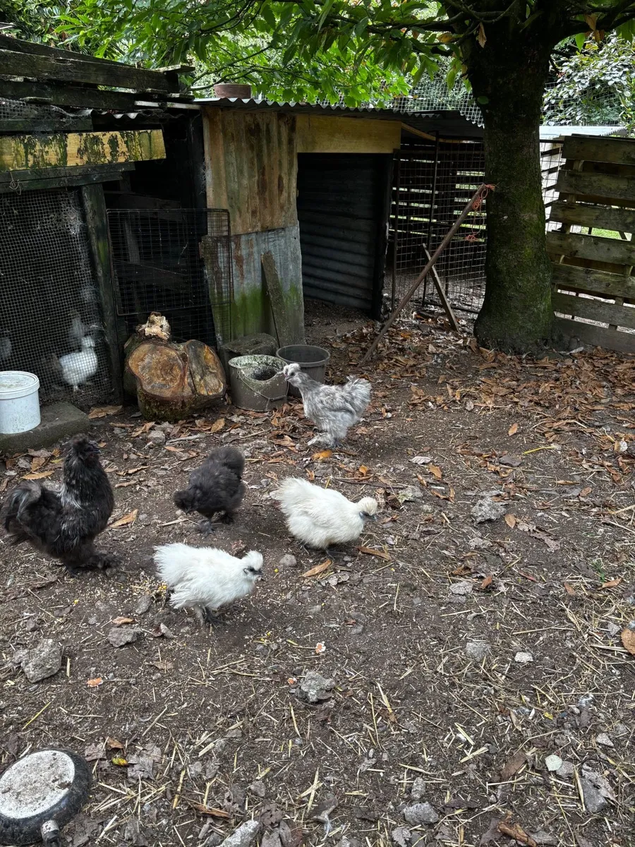 Silkies - Image 1