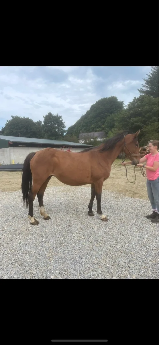 Well bred ISH broodmare ✨ - Image 1