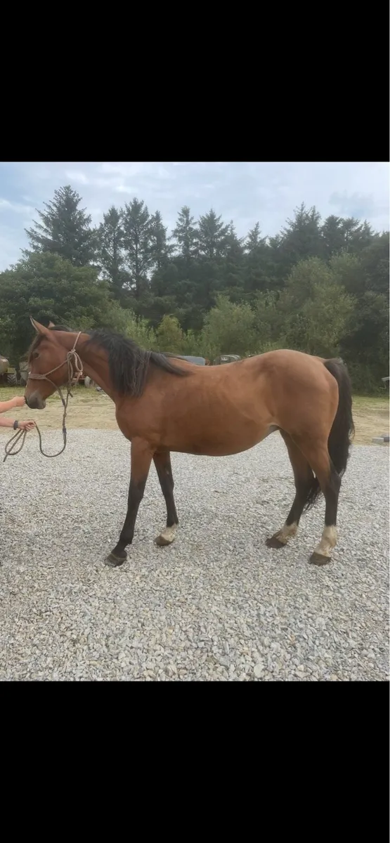 Well bred ISH broodmare ✨ - Image 2