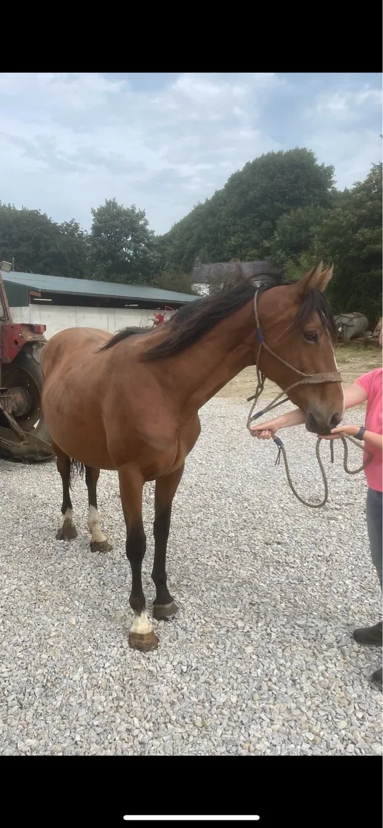 Well bred ISH broodmare ✨ - Image 3