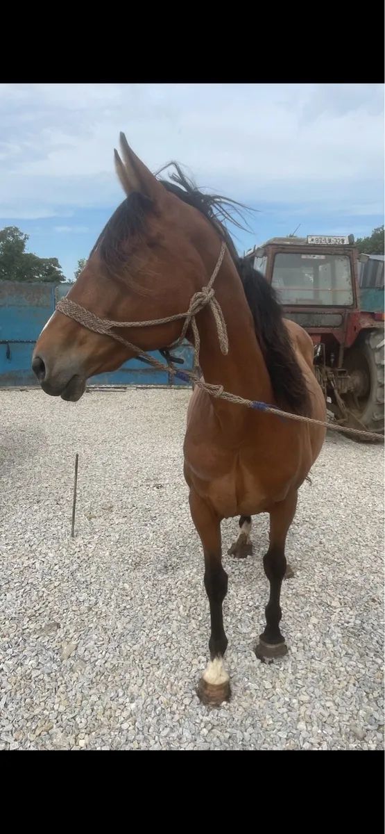 Well bred ISH broodmare ✨ - Image 4