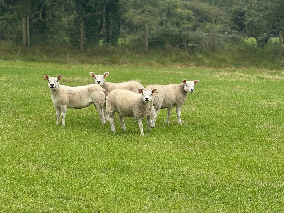 Texel ewe lambs - Image 1