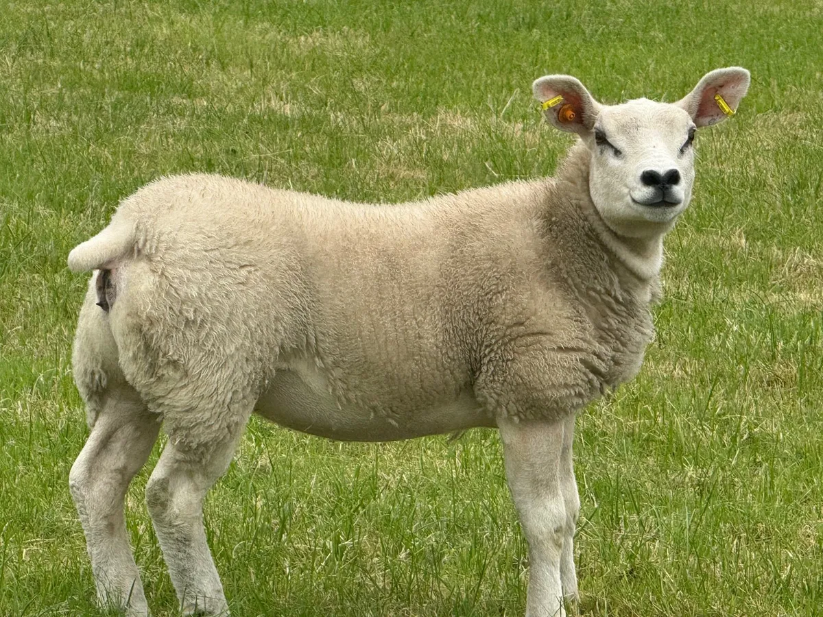 Texel ewe lambs - Image 2