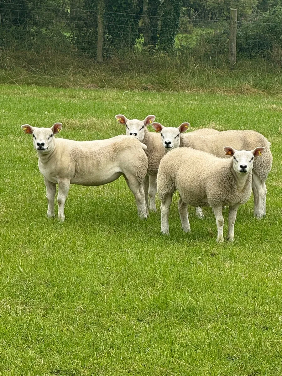 Texel ewe lambs - Image 3