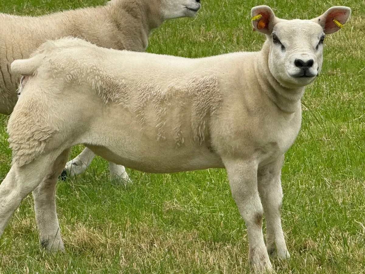 Texel ewe lambs - Image 4