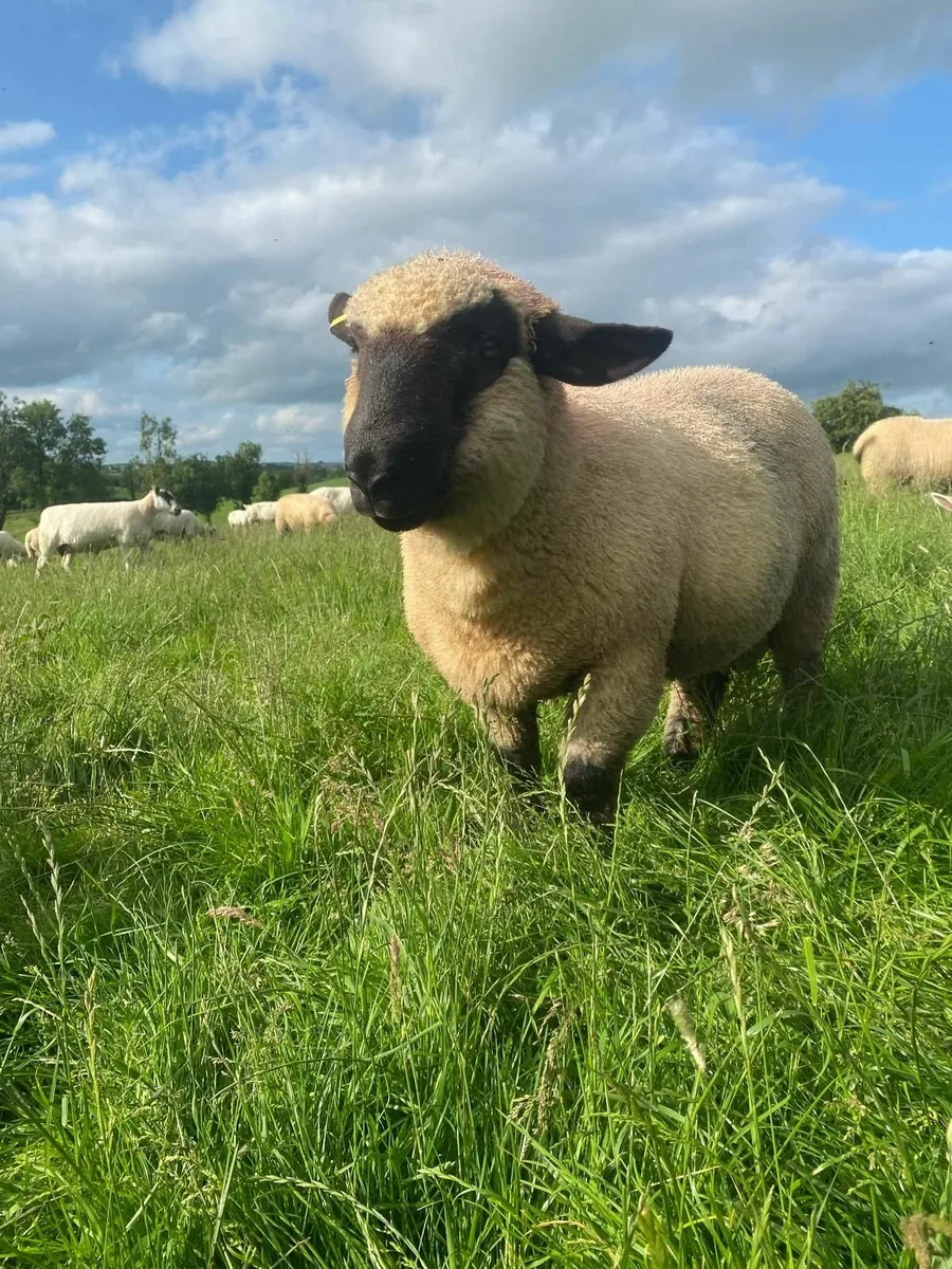 Hampshire Down Ram Lamb - Image 1