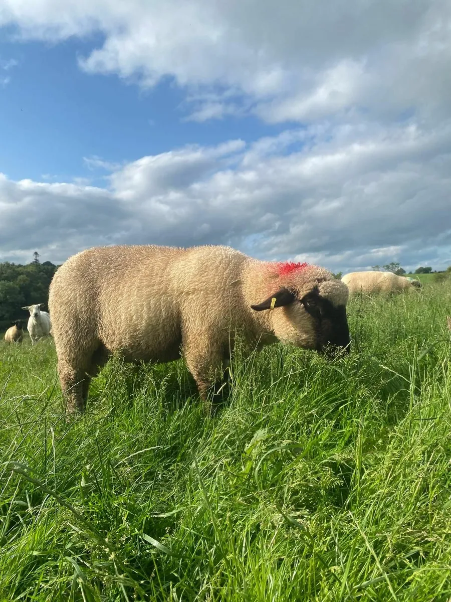 Hampshire Down Ram Lamb - Image 3